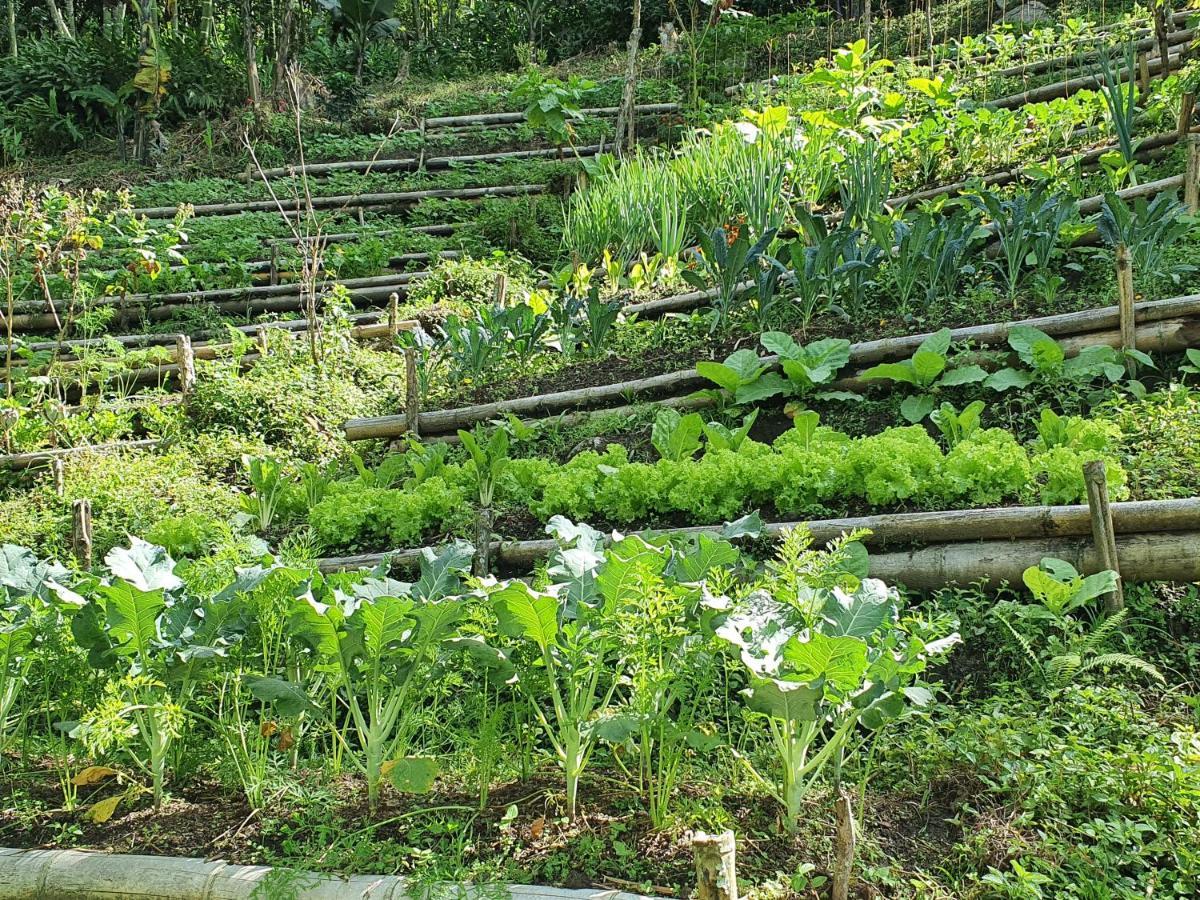 Ecofinca Fuente Alegre Cocorná Exteriér fotografie